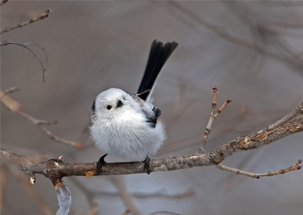 微信投票长尾词有没有运营高手支招怎样打理