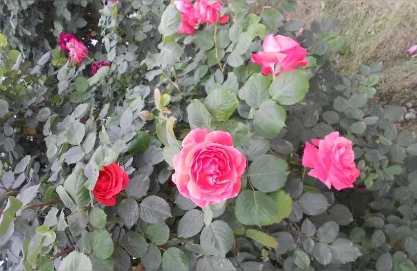 微信投票有失公平作文乱投票的意思