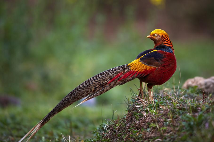 微信投票讯鸟互动有什么影视好看的