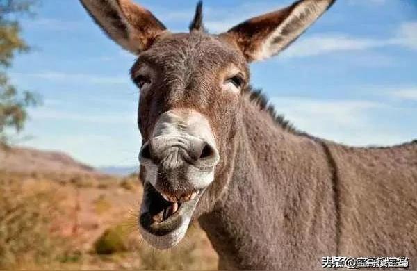 点赞微信运动在微信运动中设置了不与他排行