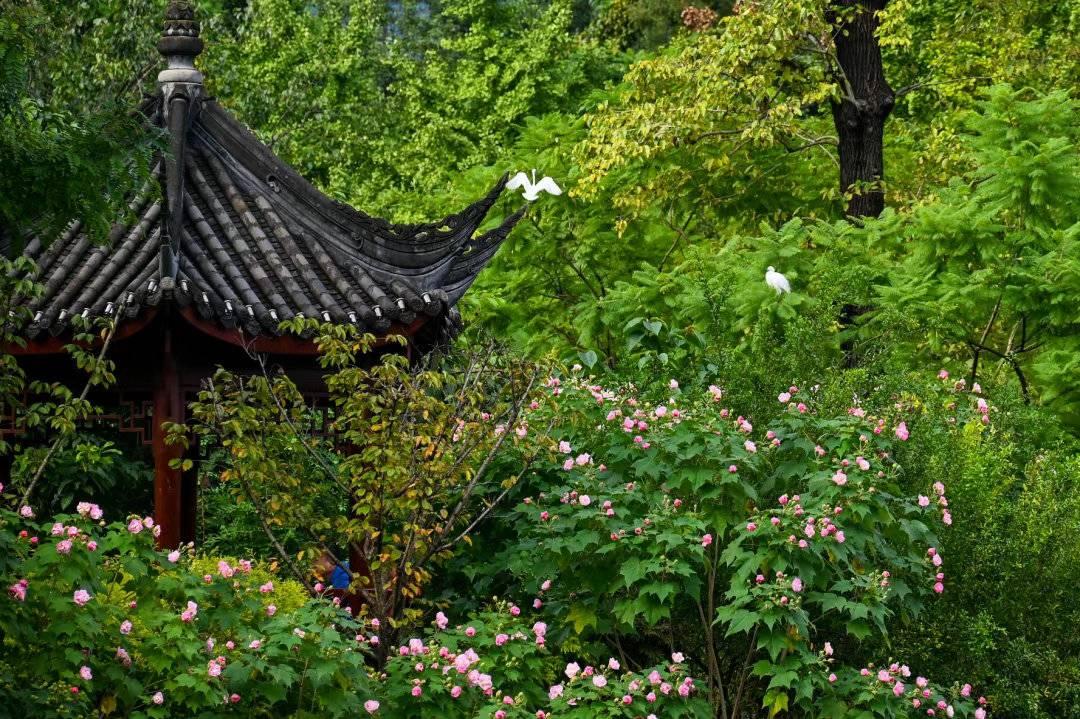 微信投票专家破解版手机微信投票显示对该投票项的投票已达上限是怎么回事