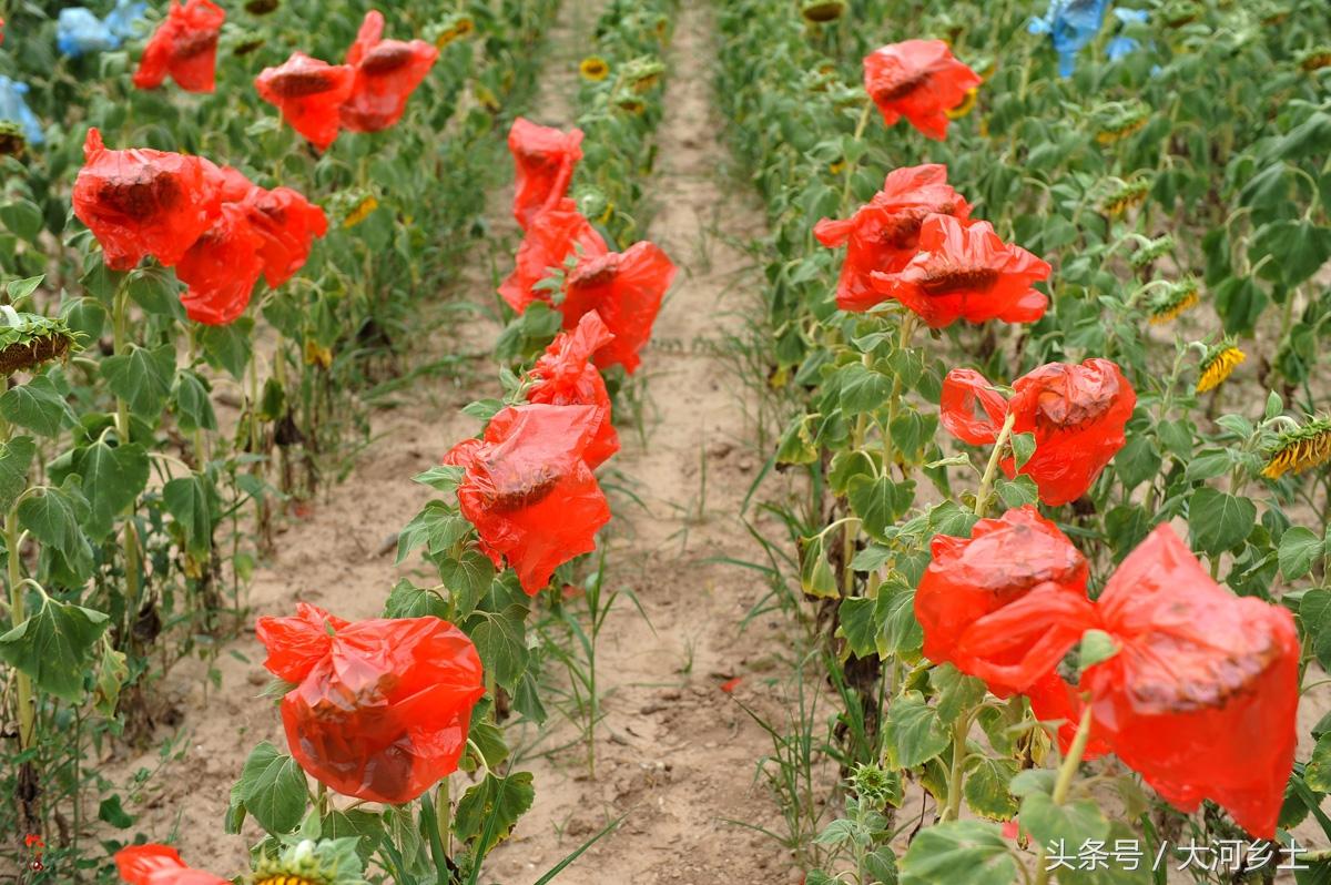 微信公众号点赞公众号文章怎么看是谁点赞