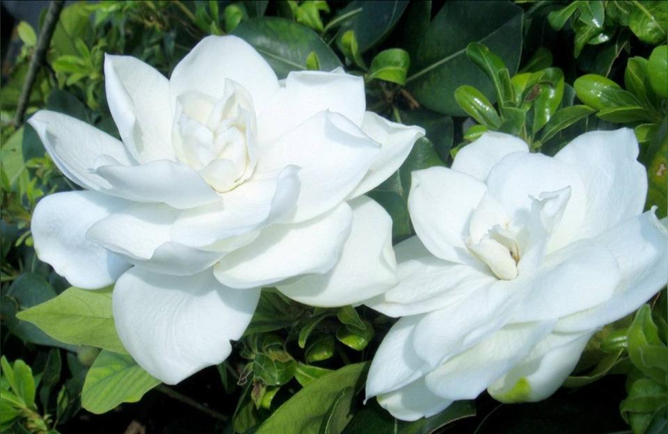 点赞评论加关注获赞哪一个更重要呢