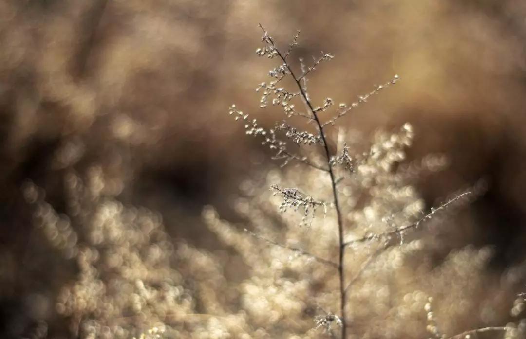 微信朋友圈秒点赞软件现在哪个短视频APP是最受欢迎的